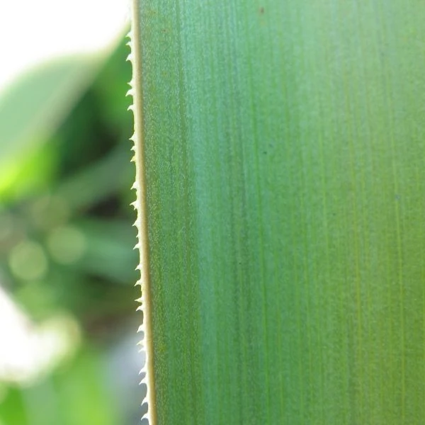 Зображення Кніпхофія Норт - Kniphofia northiae