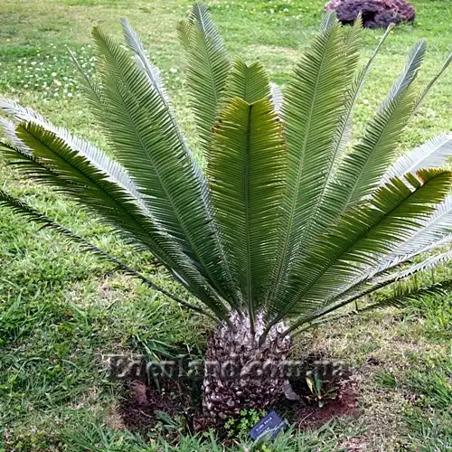 Изображение Диоон съедобный - Dioon edule