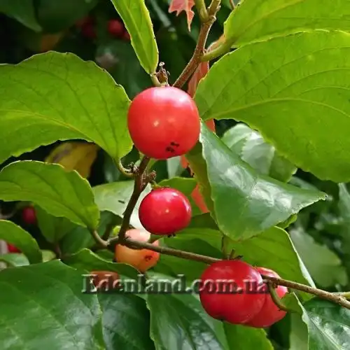 Изображение Флакуртия неколючая  - Flacourtia inermis