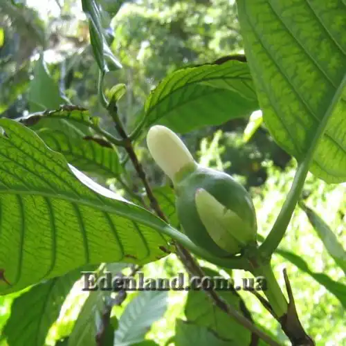 Изображение Бороджо Патиньо - Borojoa patinoi