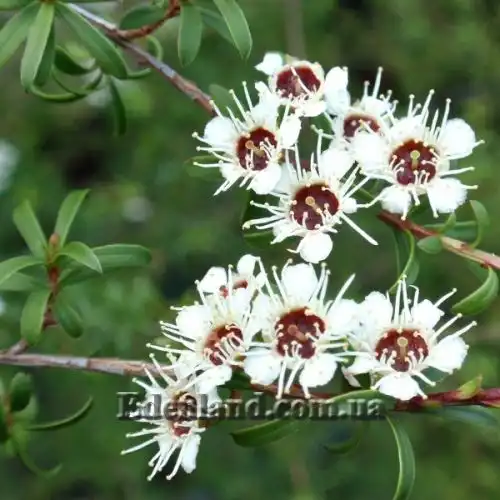 Изображение Кунцея вересковая - Kunzea ericoides