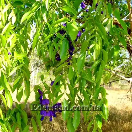Изображение Болюсантус изящный - Bolusanthus speciosus