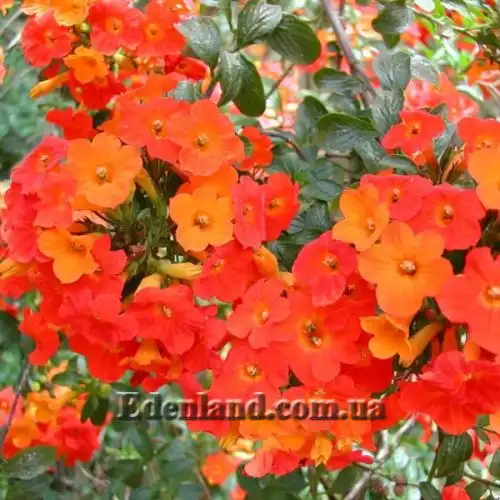 Изображение Стрептосолен Джеймсона - Streptosolen jamesonii