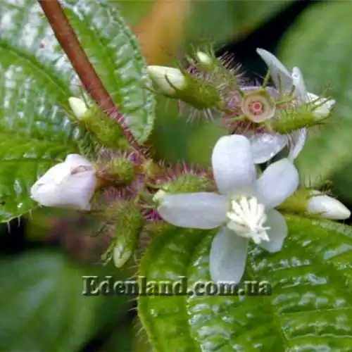 Изображение цветение