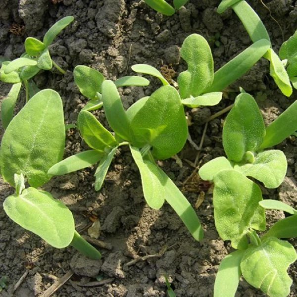 Изображение Атриплекс садовый  - Atriplex hortensis