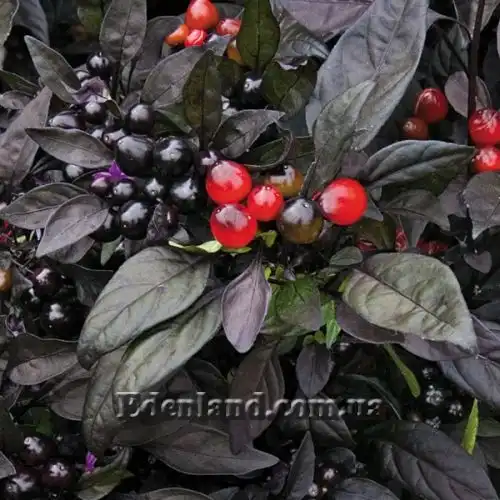 Изображение Перец Черная жемчужина - Capsicum Black Pearl    