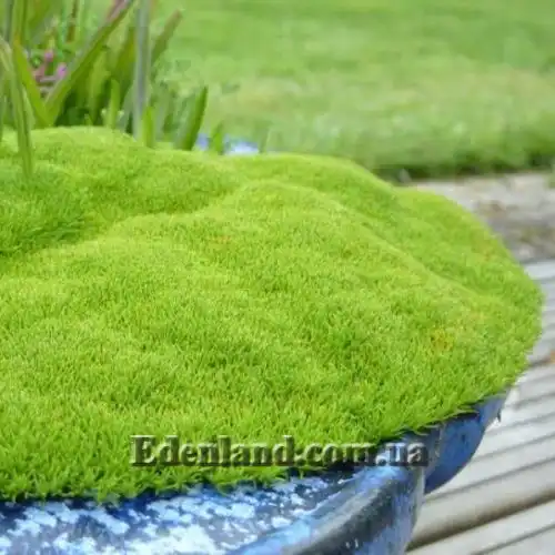 Зображення Склерантус двоквітковий - Scleranthus biflorus