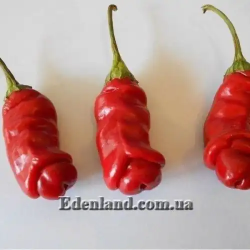 Изображение Перец Петер красный - Peter Pepper Red