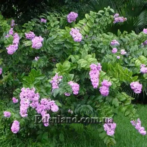 Лагерстремия красивая - Lagerstroemia speciosa