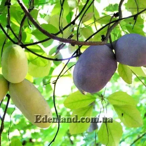 Зображення дозрівають плоди