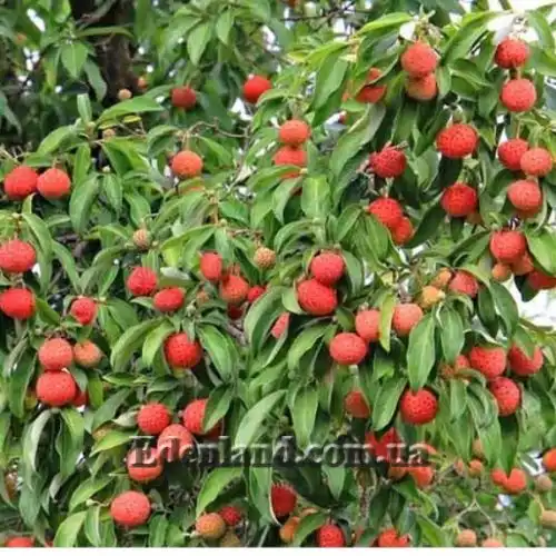 Изображение Кизил головчатый - Cornus capitata 