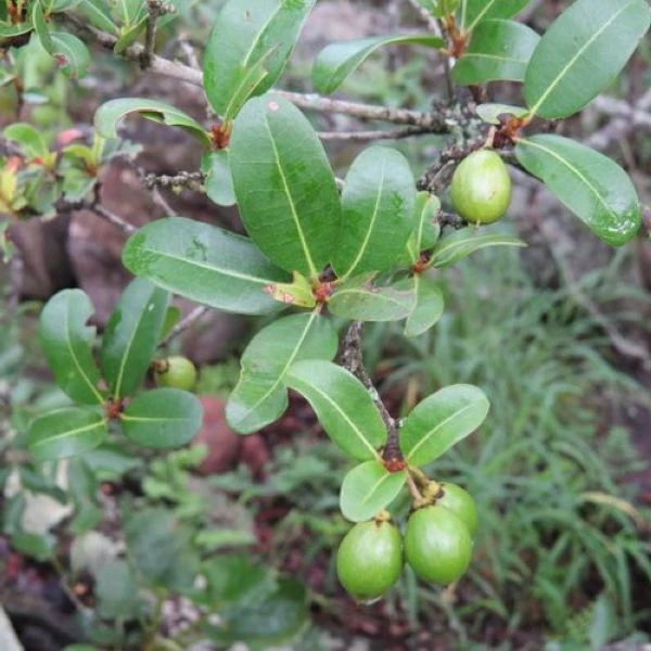 Изображение Манилкара одноцветная  - Manilkara concolor