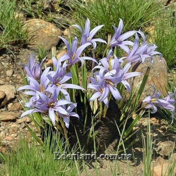 Зображення Ксерофіта сітчастожильчаста - Xerophyta retinervis