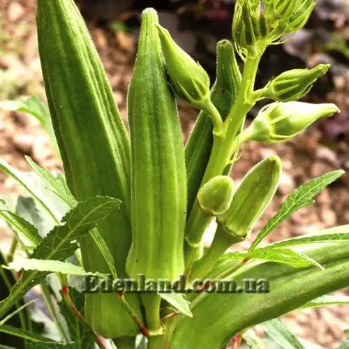 Изображение Абельмошус съедобный -  Abelmoschus esculentus 