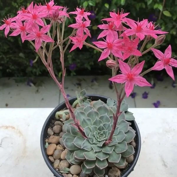 Зображення Граптопеталум прекрасний  - Graptopetalum bellum 