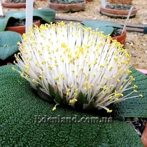 Изображение цветущее растение