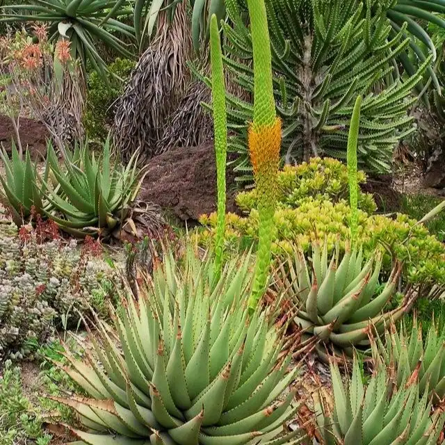 Изображение цветущее растение