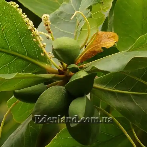 Изображение Терминалия катаппа - Terminalia catappa