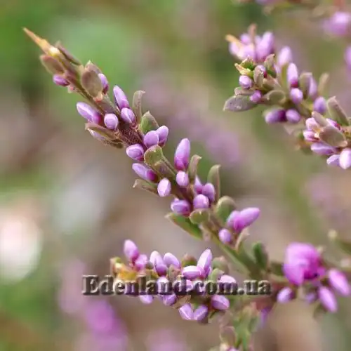 Изображение Муралтия колючая  - Muraltia spinosa