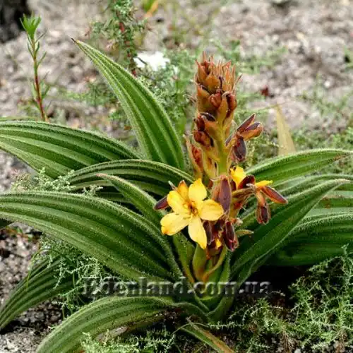 Изображение Вахендорфия метельчатая - Wachendorfia paniculata