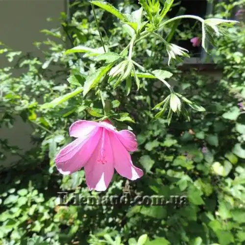 Зображення Гібіскус довгоножковий - Hibiscus pedunculatus 