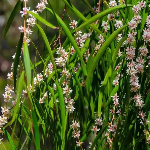 Изображение Агонис изогнутый  - Agonis flexuosa