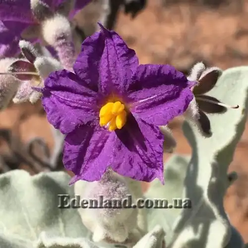 Изображение Паслен шерстистолистный - Solanum lasiophyllum 