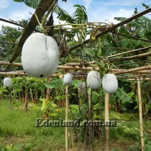 Изображение Бенинказа щетинистая  - Benincasa hispida