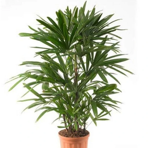 Рапис тонкий  - Rhapis subtilis 