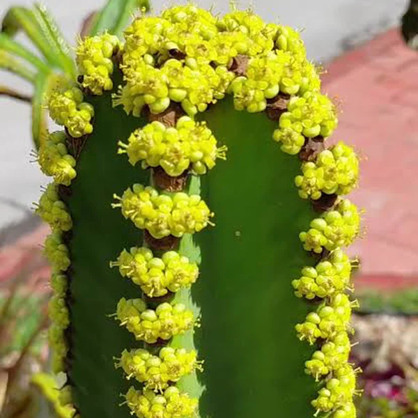 Молочай Купера - Euphorbia cooperi — цвітіння