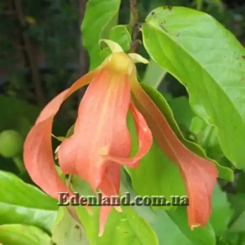 Зображення Десмос китайський - Desmos chinensis