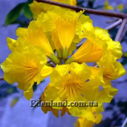 Изображение Табебуя золотистоцветковая - Tabebuia chrysantha