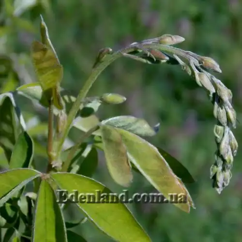 Изображение Лабурнум анагиролистный - Laburnum anagyroides