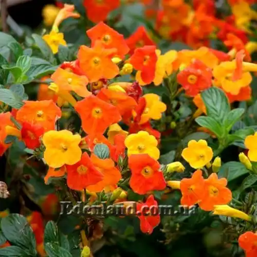 Изображение Стрептосолен Джеймсона - Streptosolen jamesonii