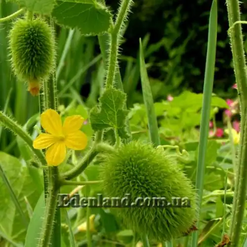 Изображение Огурец ворсянковый  - Cucumis dipsaceus