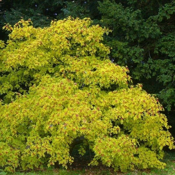 Изображение Зантоксилум подражающий - Zanthoxylum simulans  