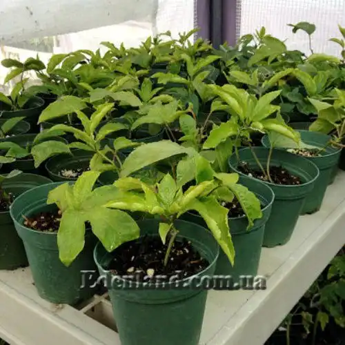 Изображение саженцы