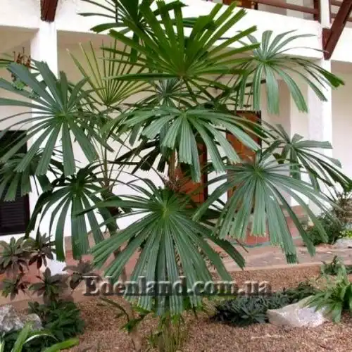 Изображение Ликуала колючая - Licuala spinosa