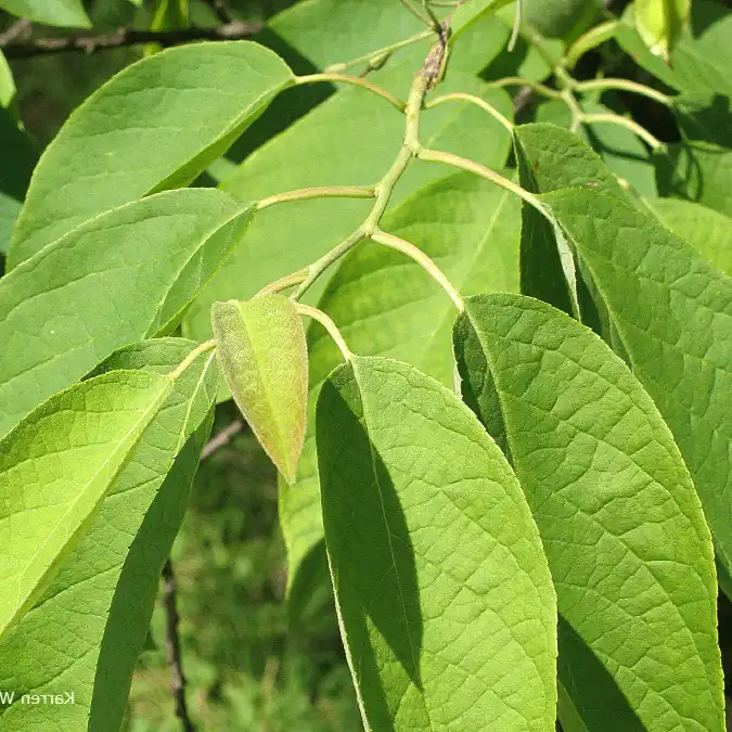 Изображение листья