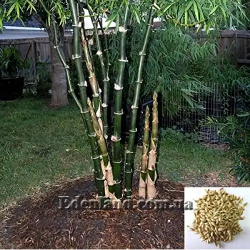 Изображение семена