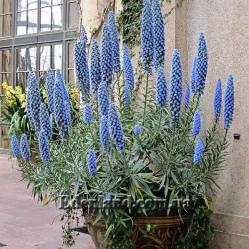 Изображение Эхиум белеющий - Echium candicans