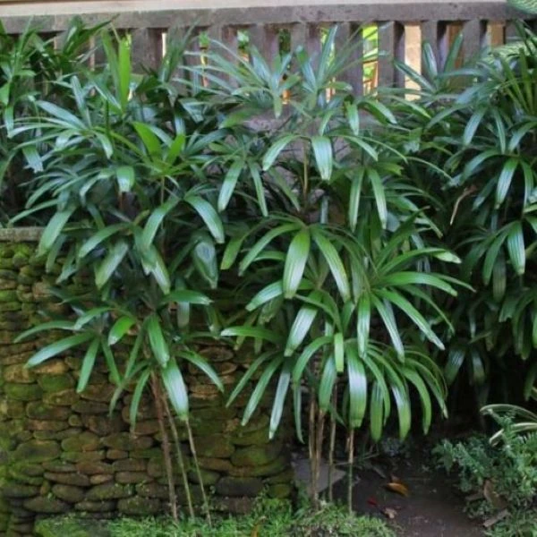 Зображення Рапис тонкий  - Rhapis subtilis 