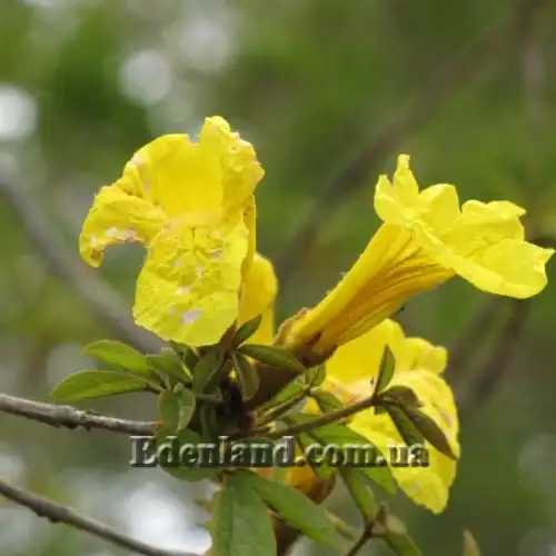 Изображение Розеодендрон Донель-Смита - Roseodendron donnell-smithii