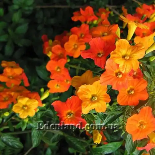 Изображение Стрептосолен Джеймсона - Streptosolen jamesonii