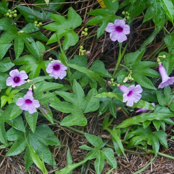 Зображення Іпомея маврикійська - Ipomoea mauritiana 