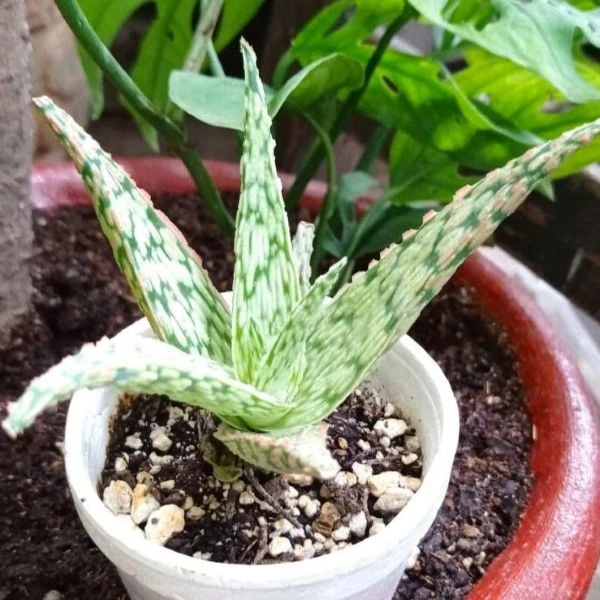 Изображение Алоэ Рауха  - Aloe rauhii