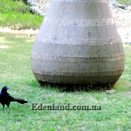 Изображение низ ствола