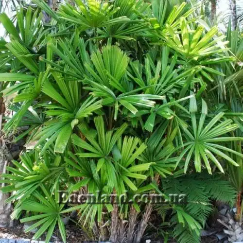 Изображение Ликуала колючая - Licuala spinosa