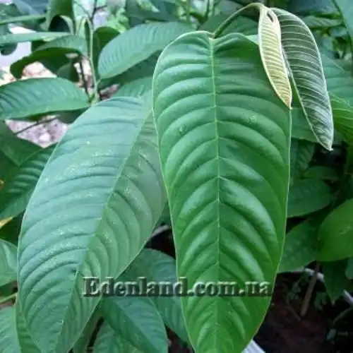 Изображение листья