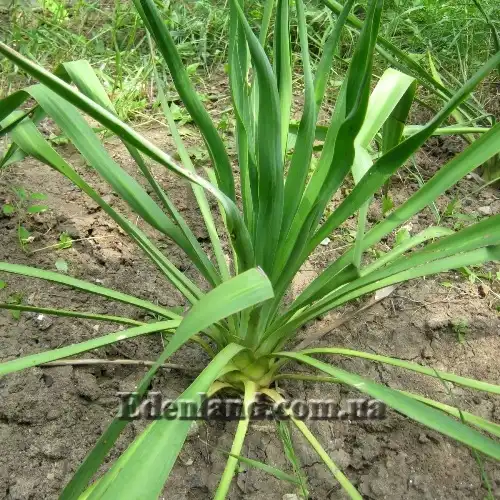 Зображення взрослые растения